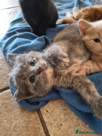 Mixed Breed cats - Advert 4