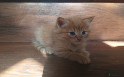Somali cats for sale: 4 somali kittens. ready from 27.10 - Image 11