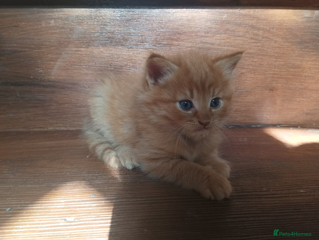 Somali cats for sale: 4 somali kittens. ready from 27.10 - Image 11