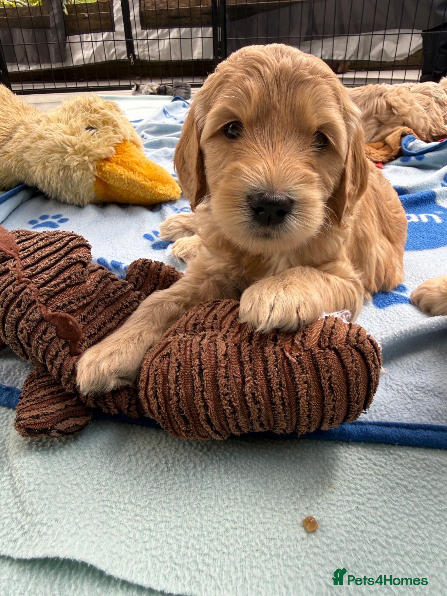 Mixed Breed dogs Multigeneration Cream/Apricot Double Doodles  - Advert 1