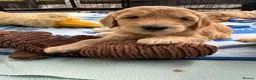 Mixed Breed dogs for sale: Multigeneration Cream/Apricot Double Labradoodles  - Advert 10