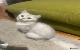 Persian cats for sale: PERSIAN CHINCHILLA - Image 2