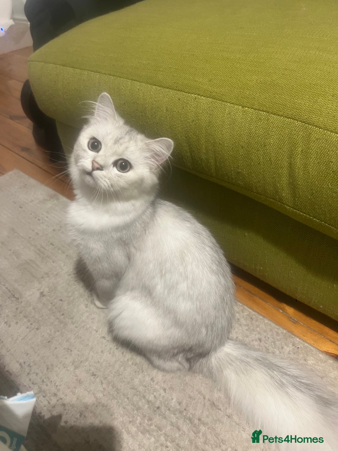 Persian cats for sale: PERSIAN CHINCHILLA - Image 2