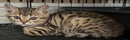 Mixed Breed cats for sale: British shorthair/bengal both mum&dad can be seen - Advert 12