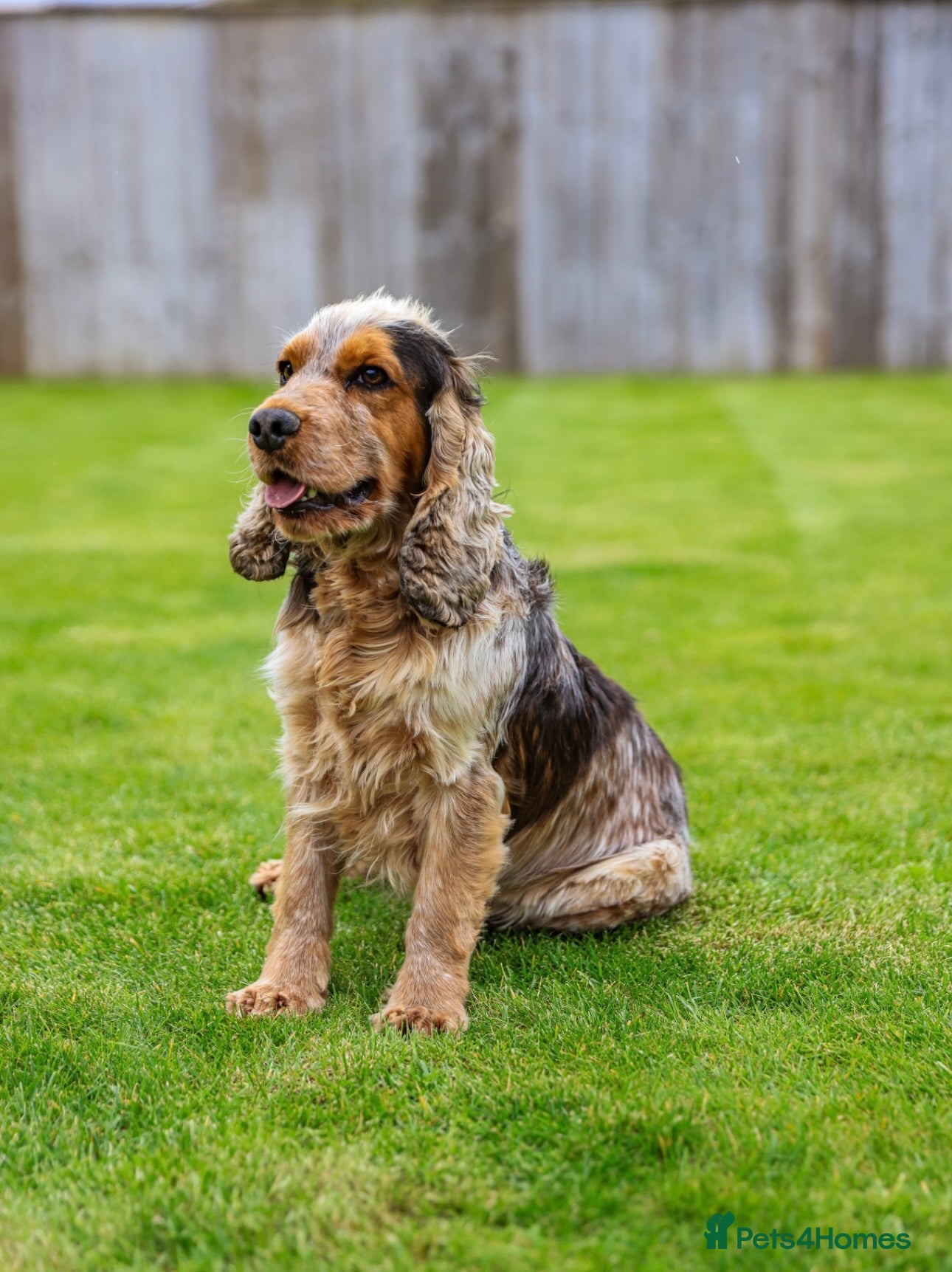 Cocker Spaniel dogs KC Registered Show Cocker Spaniel 🐾🐾 in Diss - Advert 13