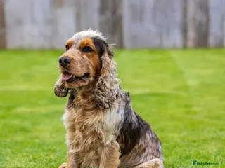 Cocker Spaniel dogs KC Registered Show Cocker Spaniel 🐾🐾 in Diss - Advert 3