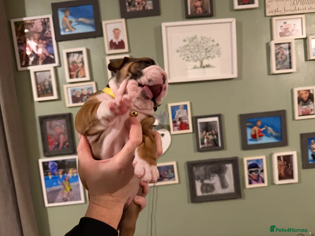 English Bulldog dogs for sale: 🌸💙 top blood line English bulldogs 🌸💙❤️ - Advert 19