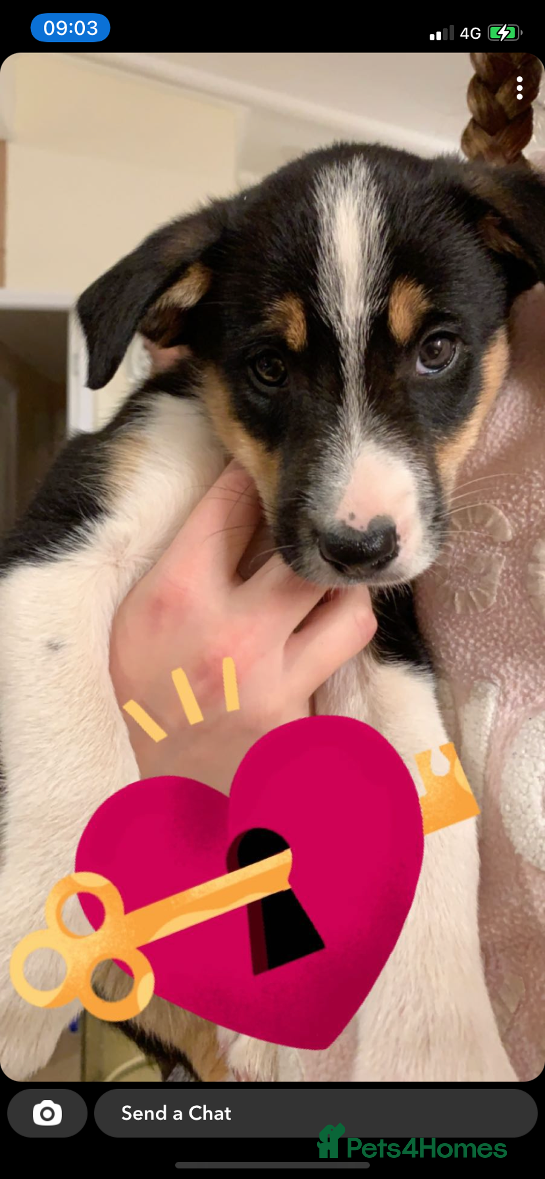 Border Collie dogs for sale: Border collie - Image 2