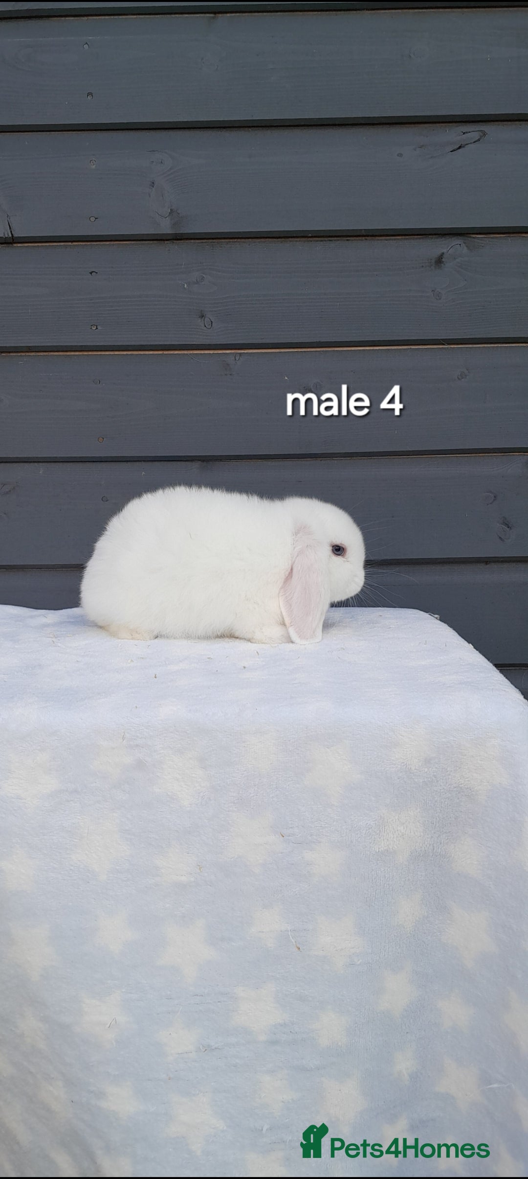 Mini Lop rabbits for sale: Gorgeous mini lop rabbits ready now  - Image 19