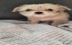 Mixed Breed dogs for sale: Jack russel cross pomeranian puppies  - Image 18