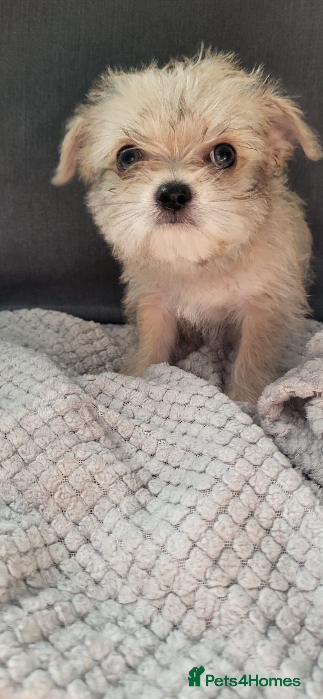 Mixed Breed dogs for sale: Jack russel cross pomeranian puppies  - Image 18