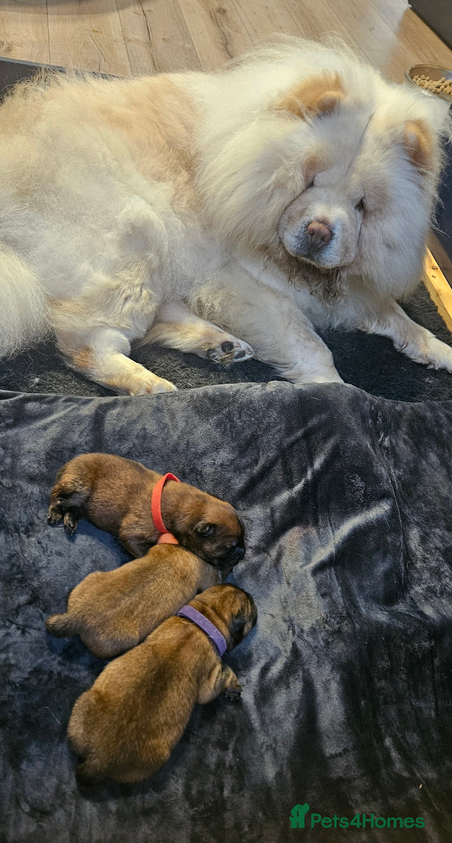 Chow Chow dogs Kc registered Chow chow puppies  - Advert 2