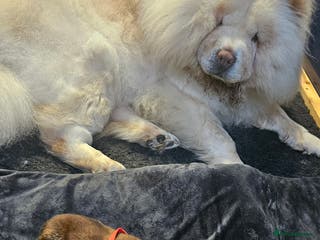 Chow Chow dogs Kc registered Chow chow puppies - Advert 4