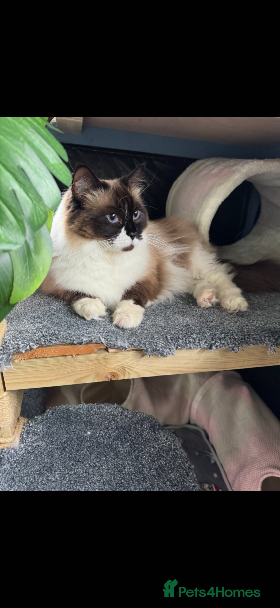 Ragdoll cats for sale: Ragdoll female  - Advert 3