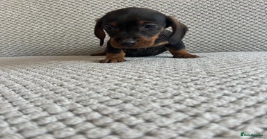 Dachshund dogs - Advert 4