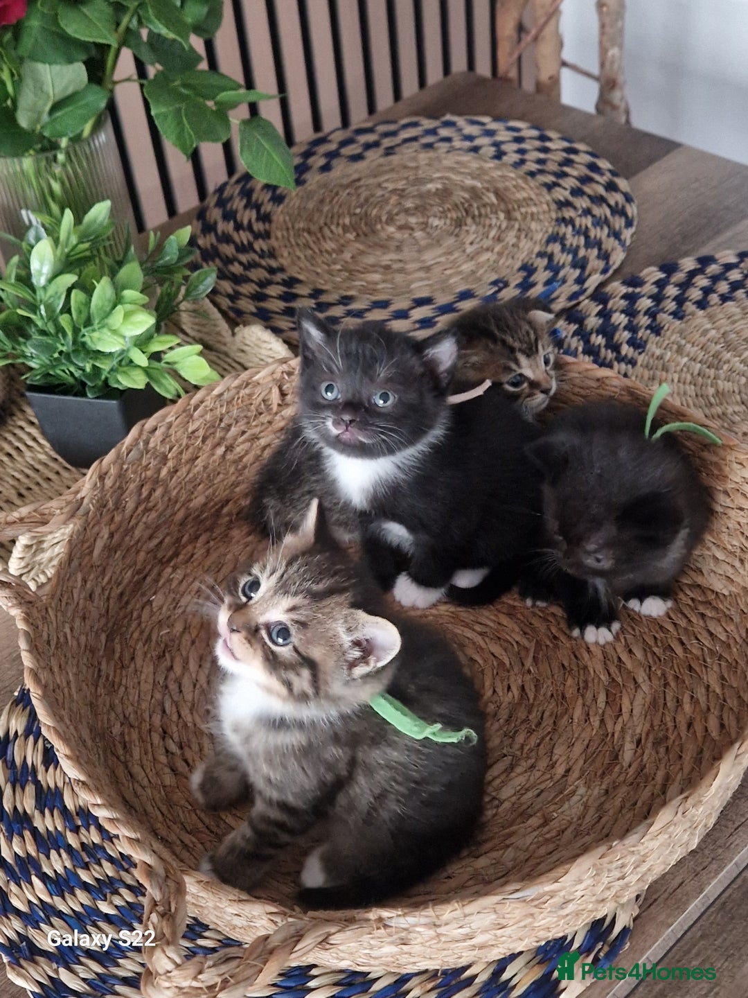 Scottish Fold cats for sale: Scotish fold/straight kittens  - Advert 17