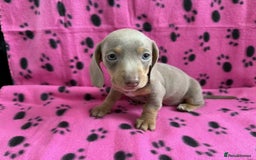 Miniature Dachshund dogs for sale: STUNNING MINIATURE DACHSHUND PUPPIES - Image 9