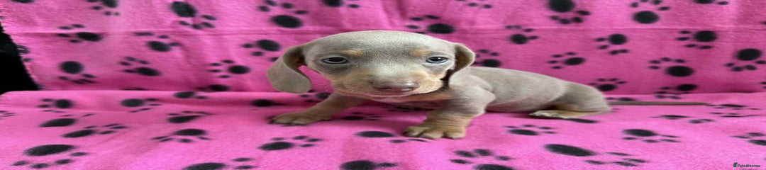 Miniature Dachshund Puppy 5