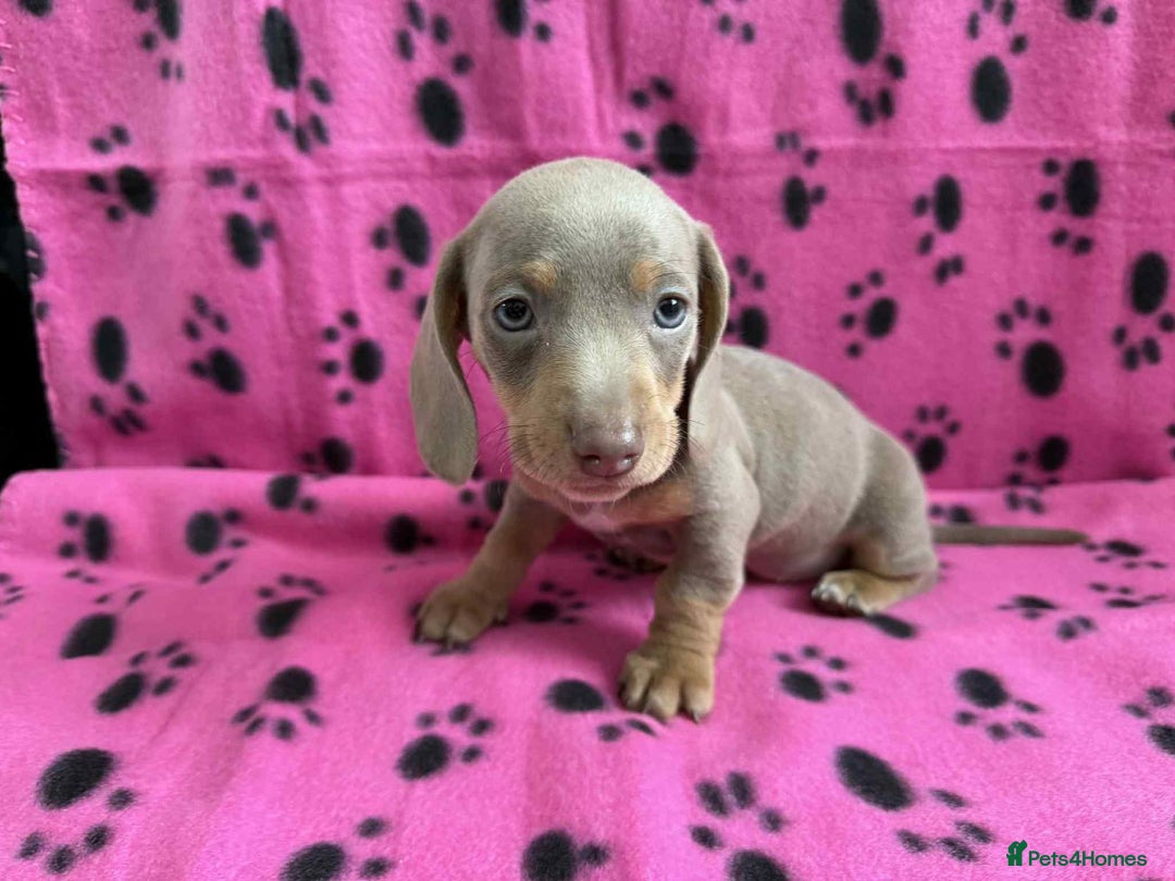 Miniature Dachshund dogs for sale: STUNNING MINIATURE DACHSHUND PUPPIES - Image 9