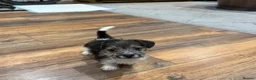 Yorkshire Terrier dogs for sale: Stunning boy Yorkshire terrier puppy  - Advert 6