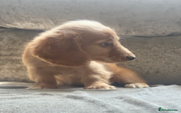 Dachshund dogs for sale: cream KC long haired miniature dachshunds for sale - Image 11