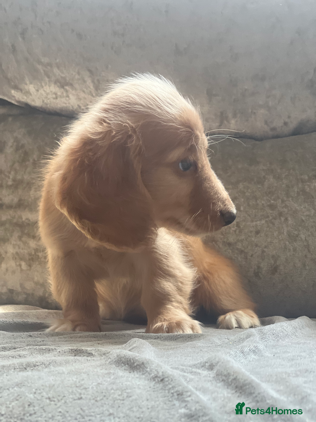 Dachshund dogs for sale: cream KC long haired miniature dachshunds for sale - Image 11
