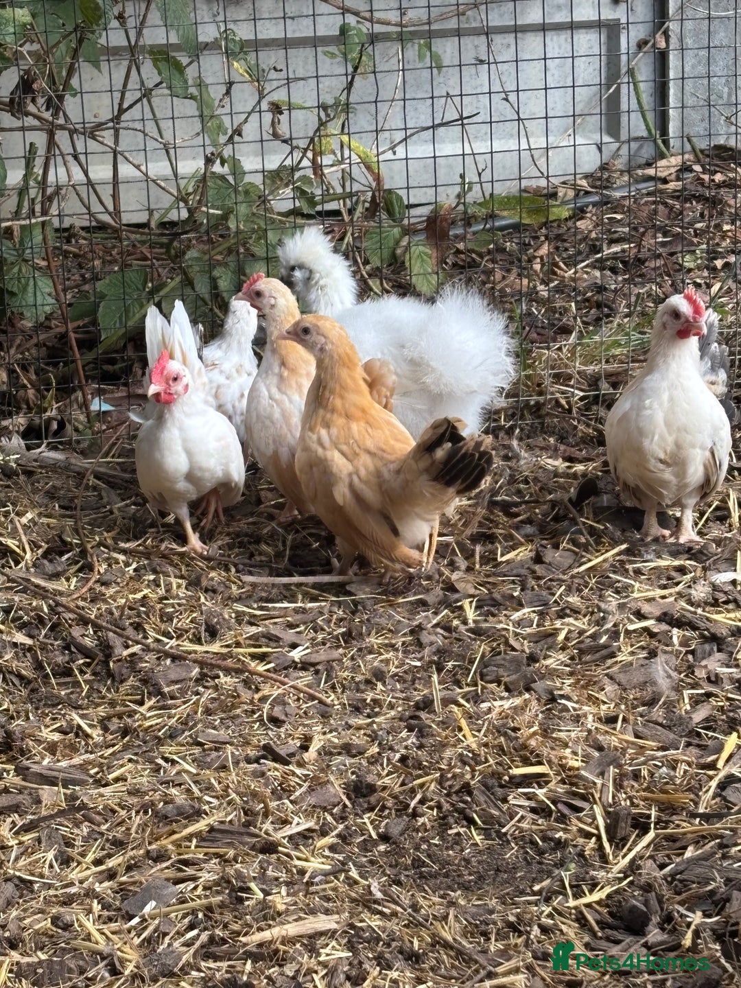 Chickens poultry for sale: Serama boys FREE - Image 4