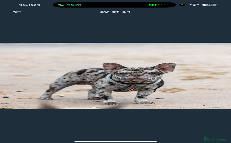 French Bulldog dogs - Advert 17