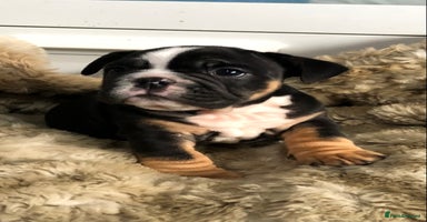 English Bulldog dogs - Advert 1