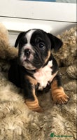 English Bulldog dogs - Advert 4
