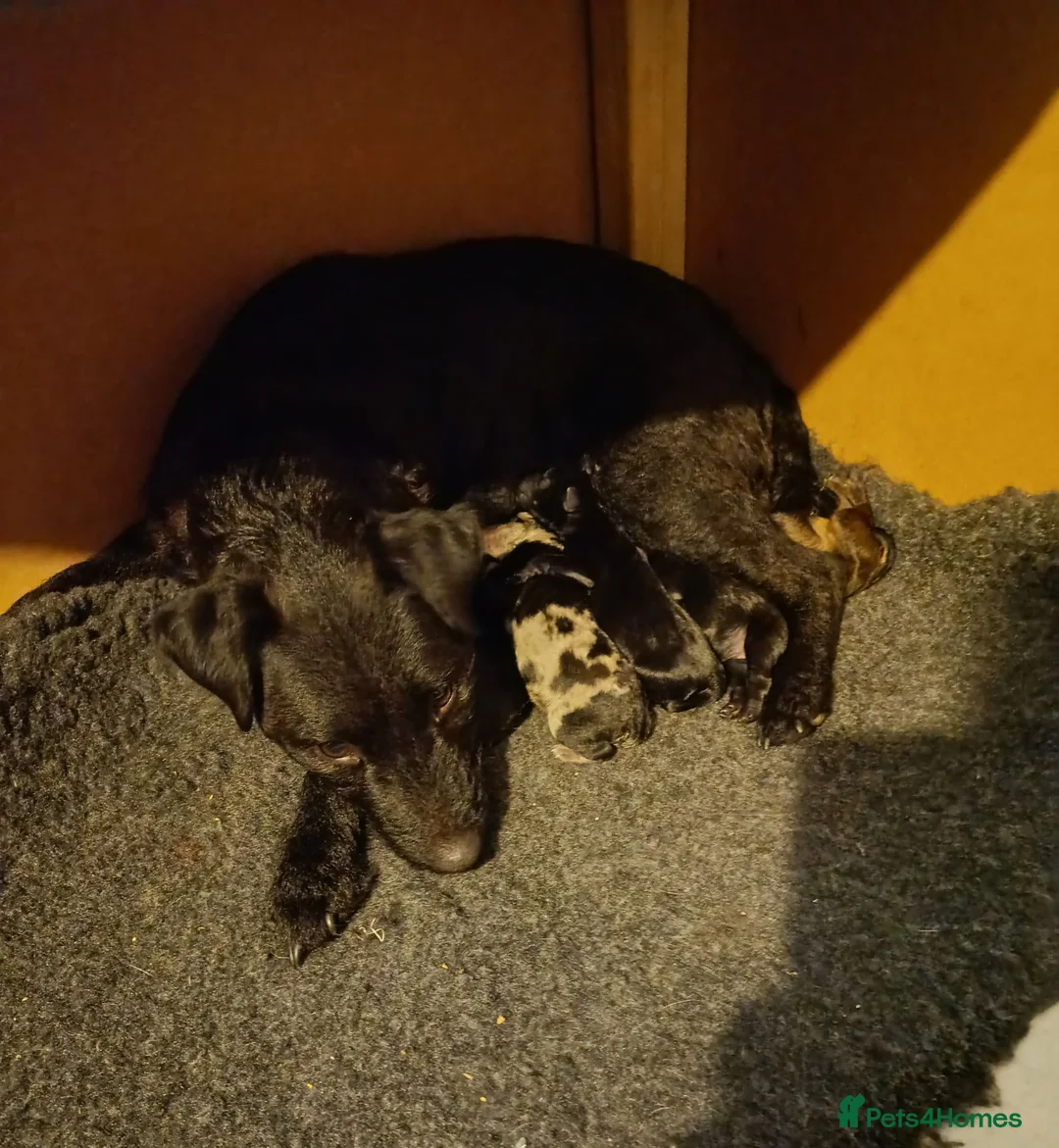 Mixed Breed dogs for sale: Beautiful terrier pups ready for their new home  in Sutton-in-Ashfield - Advert 30