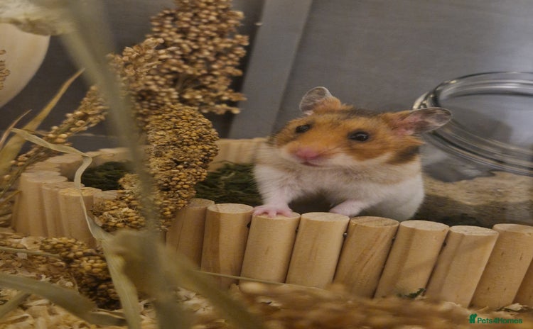 Hamster rodents - Advert 17
