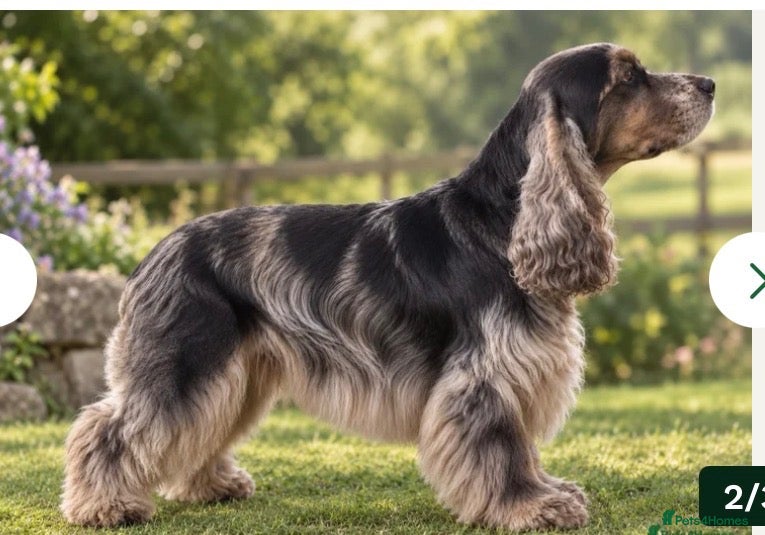 Cocker Spaniel dogs Show type cocker spaniels  - Advert 2