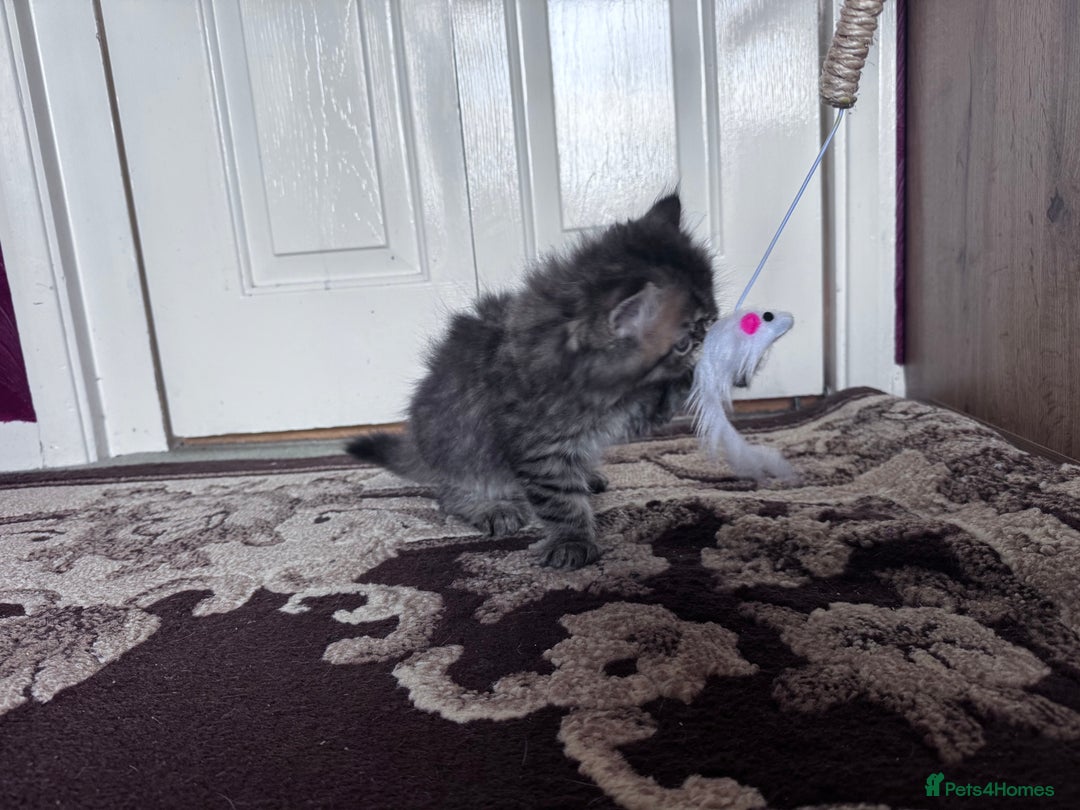 British Shorthair cats for sale: British Short Hair  - Advert 7