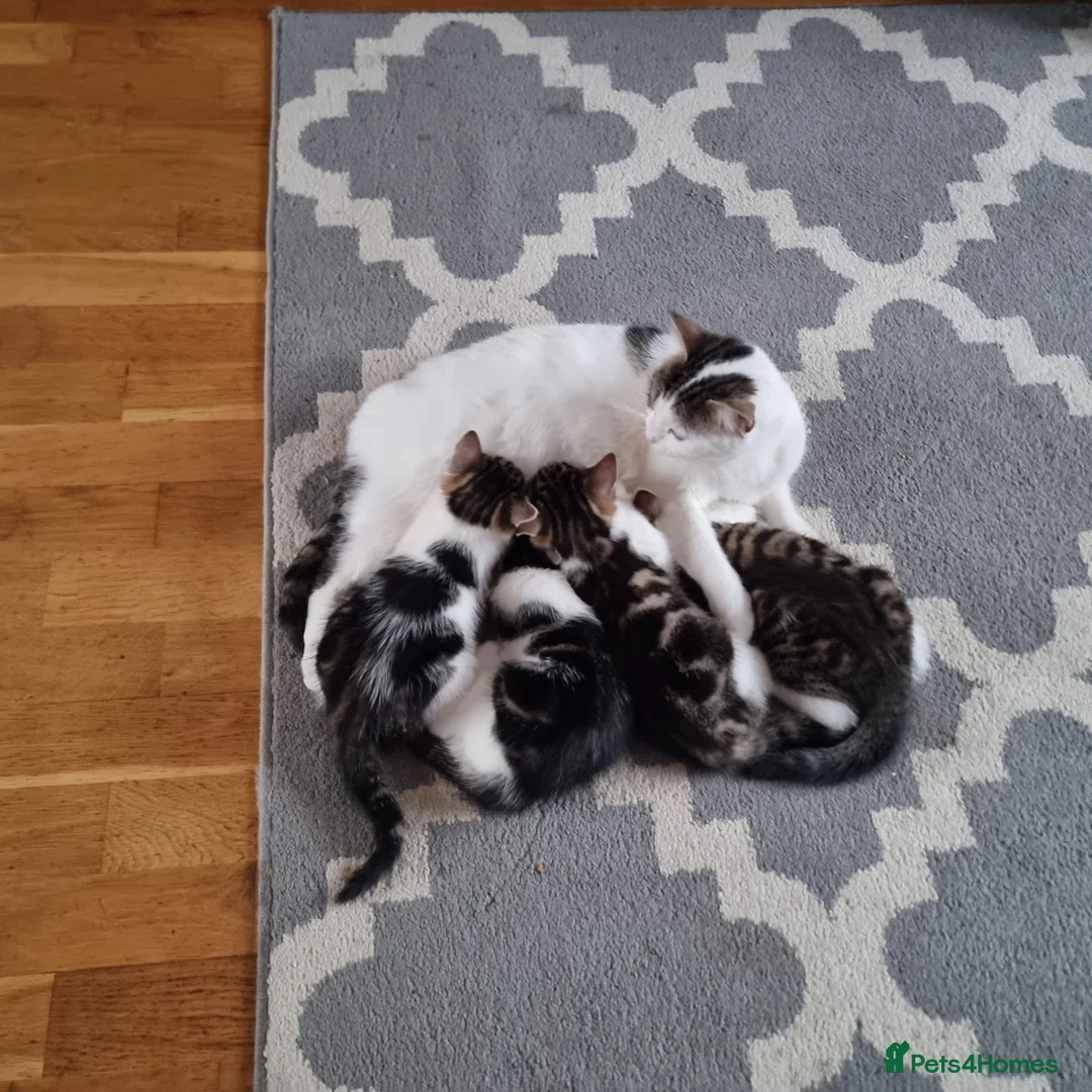 Mixed Breed cats for sale: 4 Cute Kittens For Sale !!!! - Advert 2