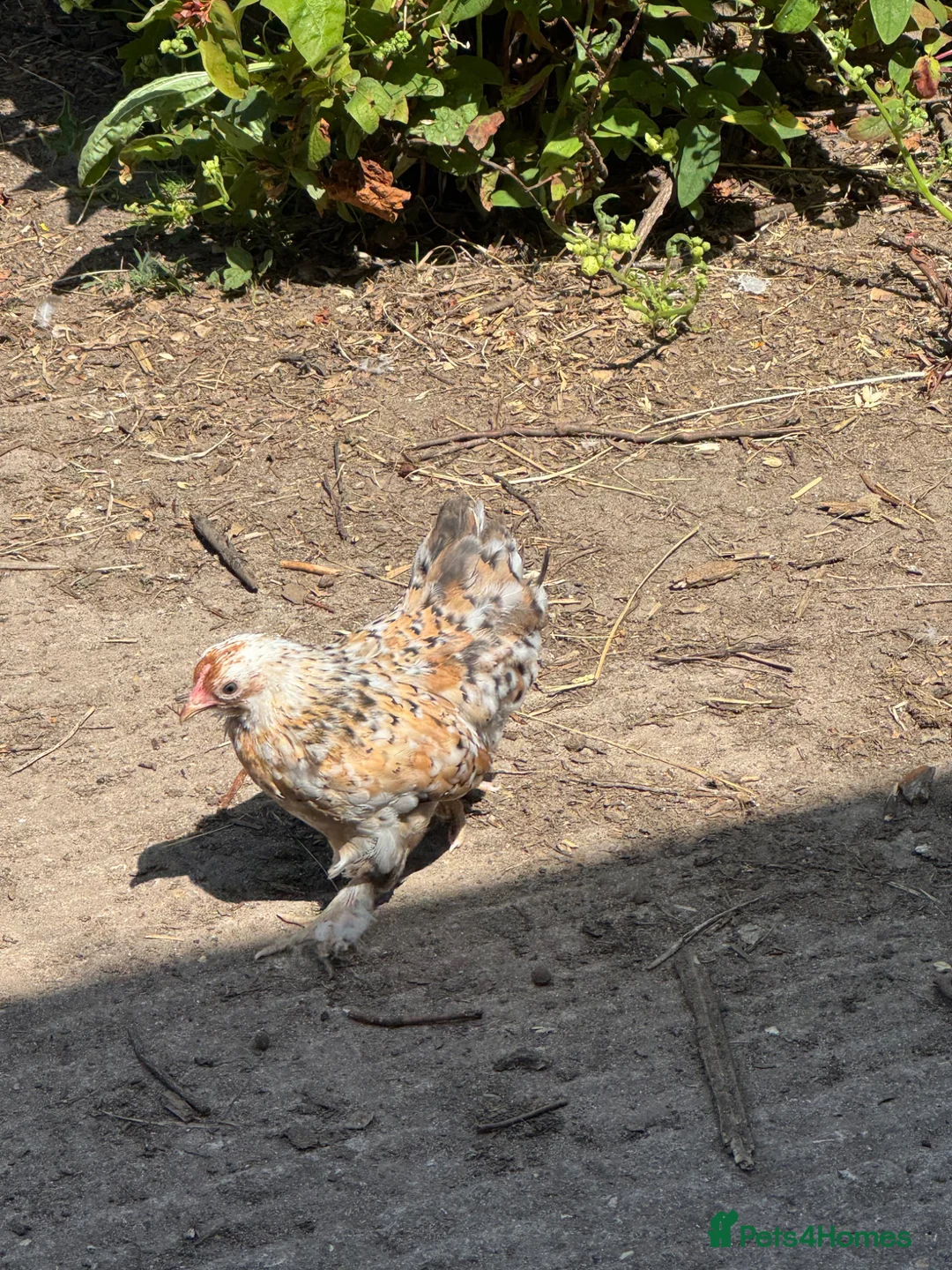Chickens poultry for sale: French Pekin Bantams  - Advert 1
