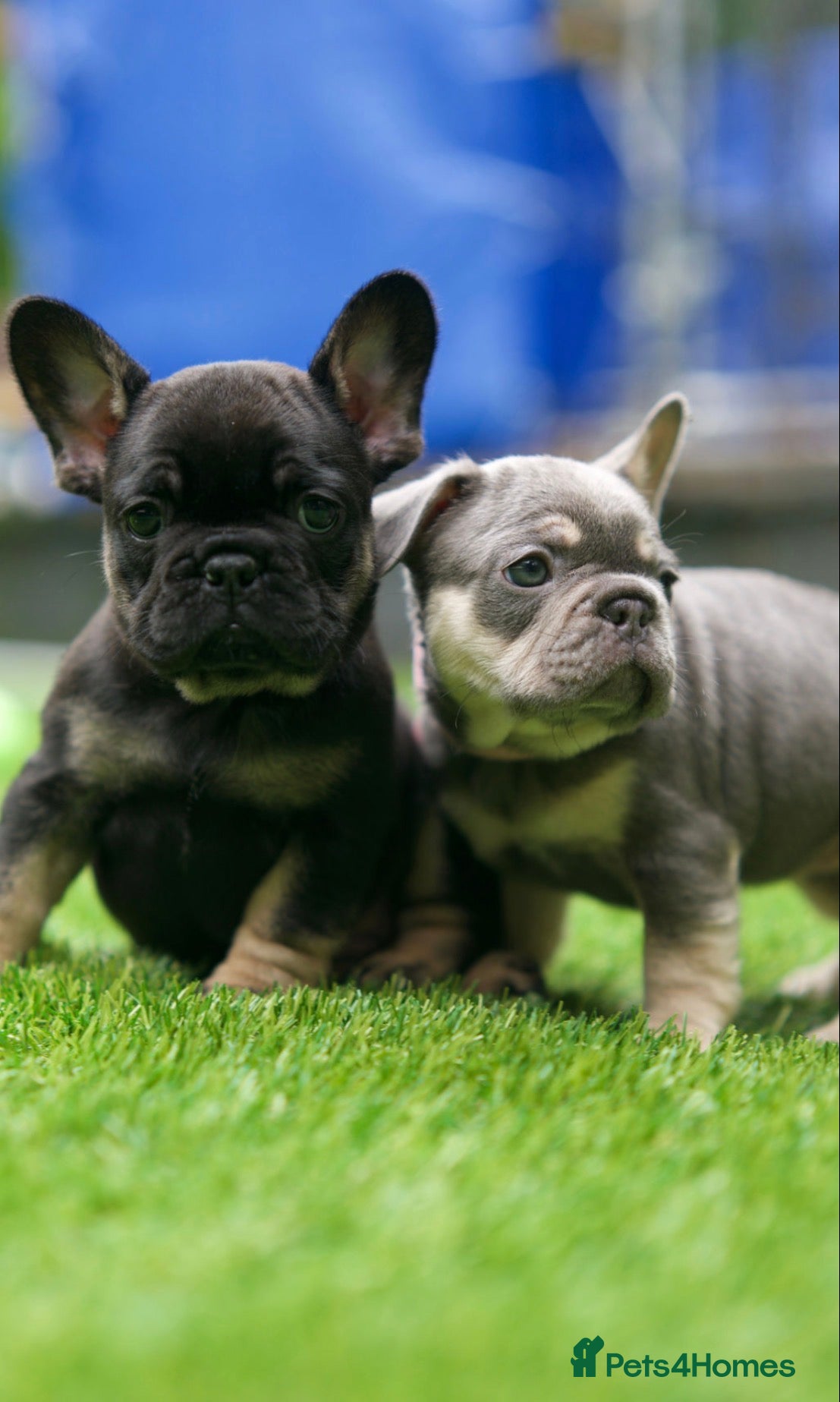 French Bulldog dogs French bull dog puppies  - Advert 5