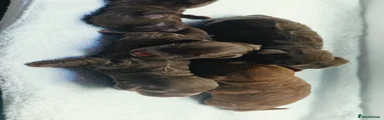 Cocker Spaniel 1
