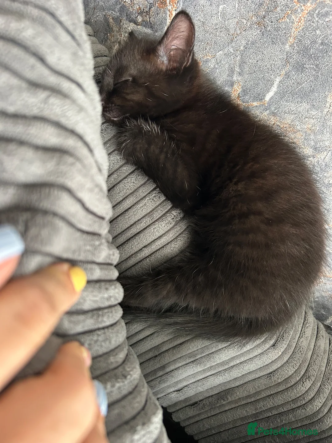 Mixed Breed cats for sale: Kitten in Sheffield - Advert 2