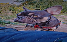 French Bulldog dogs for sale: Rolo  - Image 5