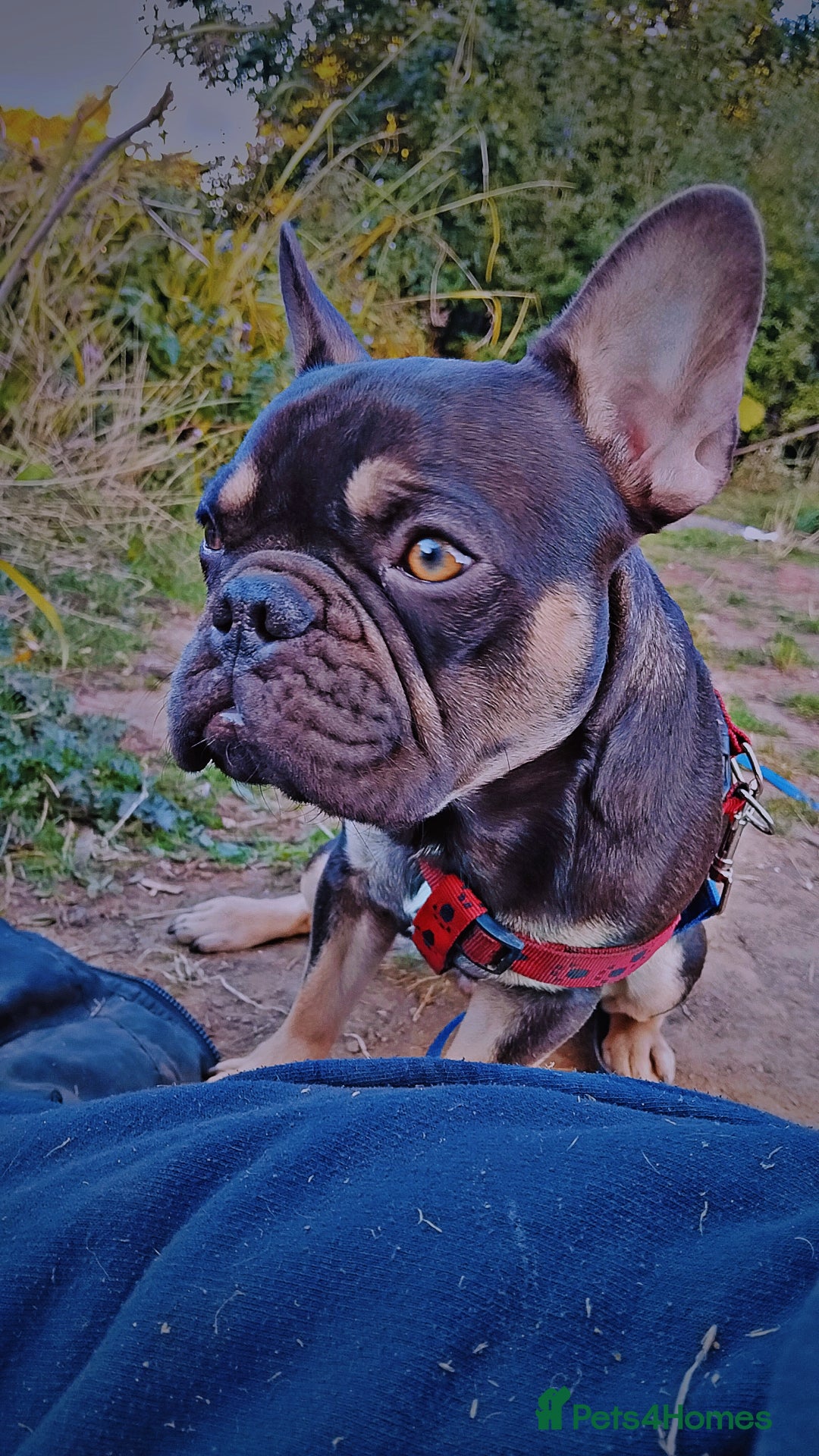 French Bulldog dogs for sale: Rolo  - Image 5