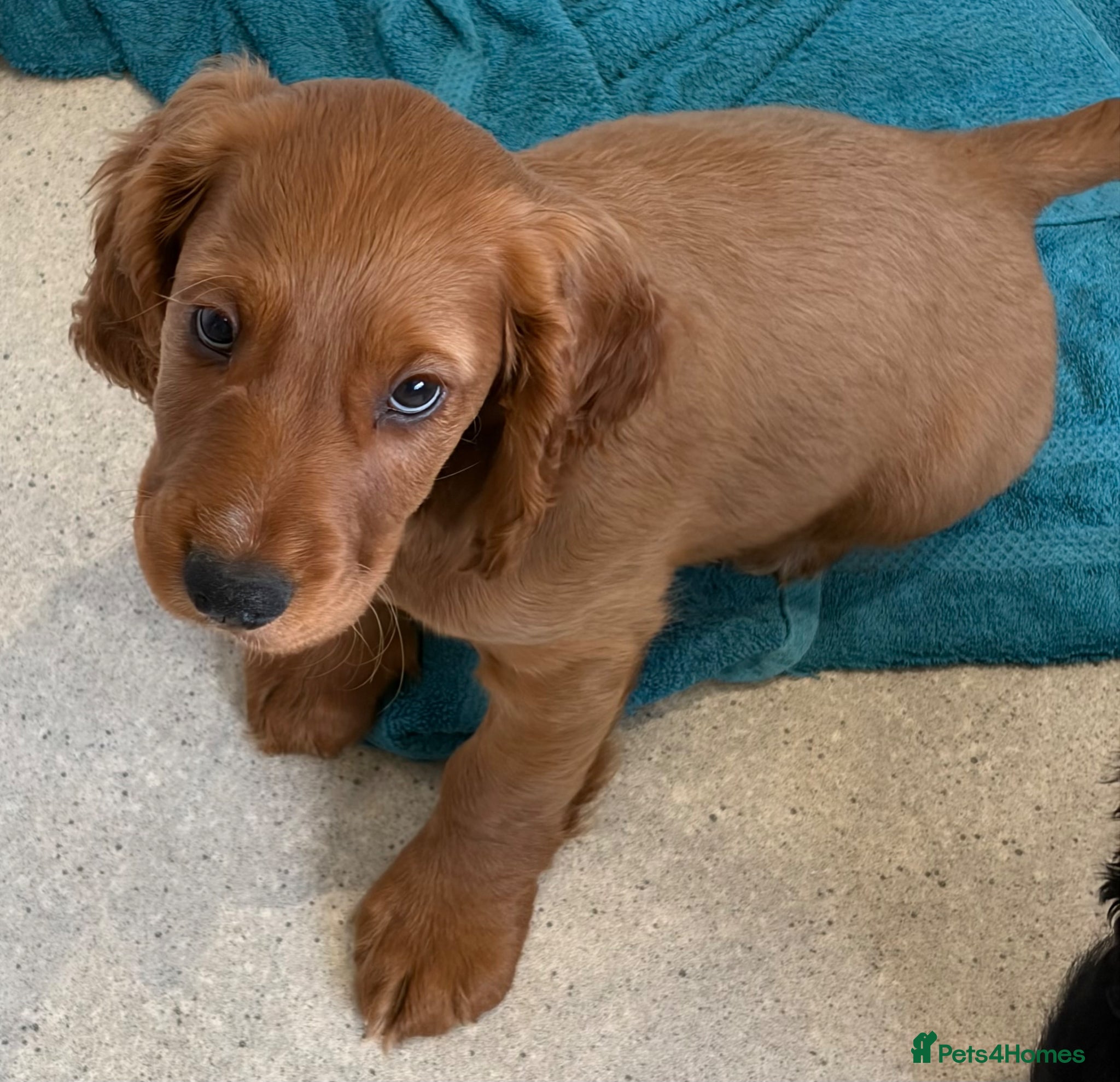 Cocker Spaniel dogs Cocker Spaniel Puppies - Advert 10