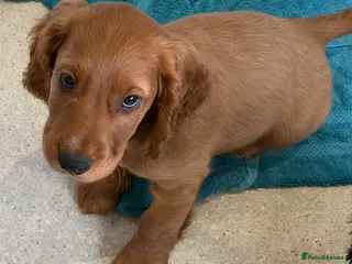 Cocker Spaniel dogs Cocker Spaniel Puppies - Advert 12