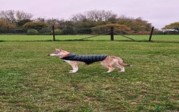 Saarloos Wolfdog dogs for sale: Wolfdog puppies. 1 boy, 2 girls available.   in Wigan - Image 35