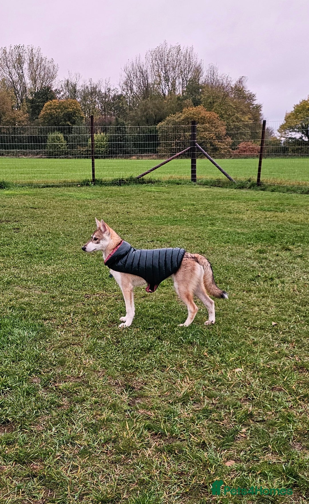 Saarloos Wolfdog dogs for sale: Wolfdog puppies. 1 boy, 2 girls available.   in Wigan - Image 35