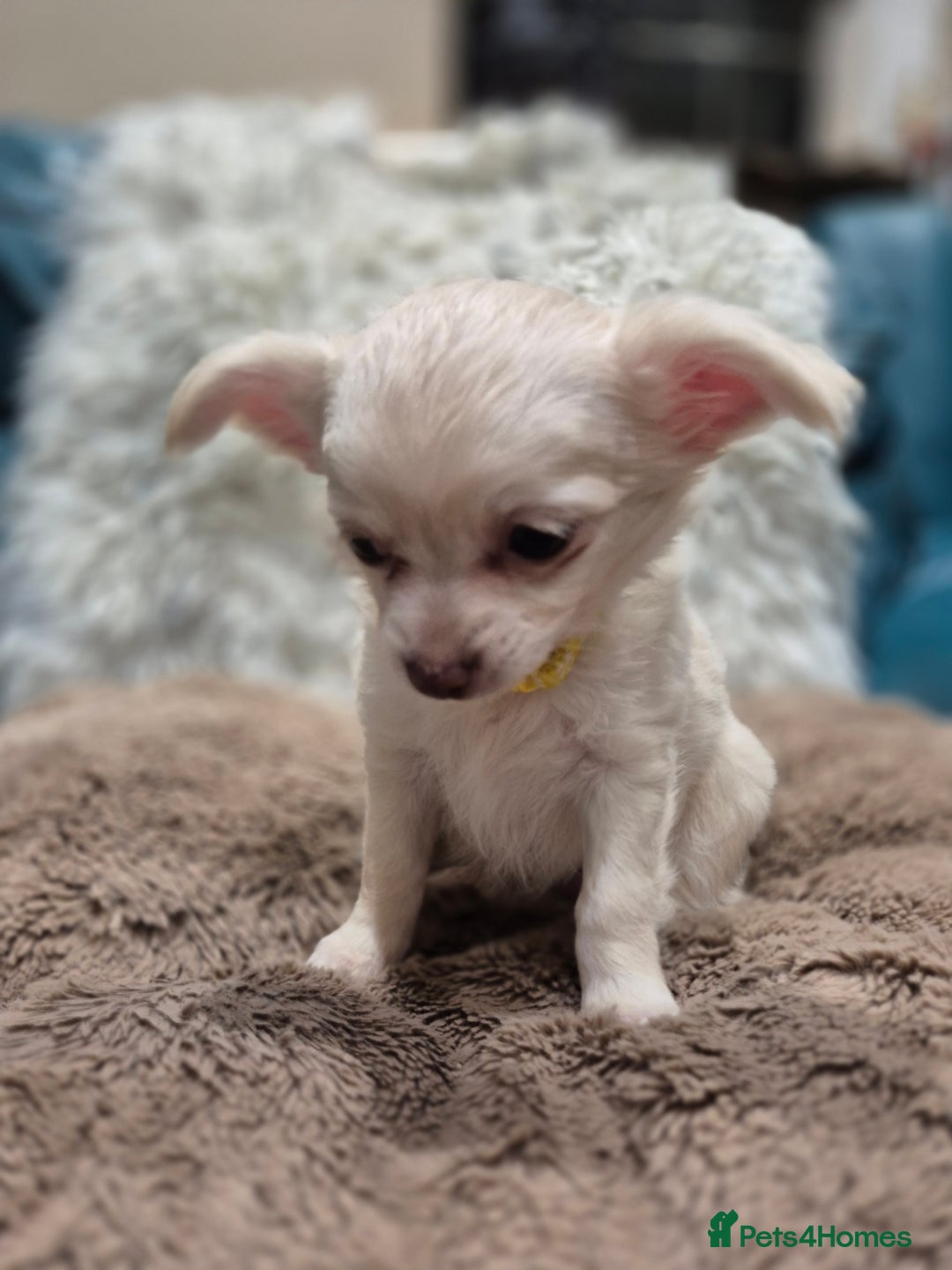 Chihuahua dogs for sale: ***READY NOW*** Long Haired Chihuahua Pups  - Advert 8