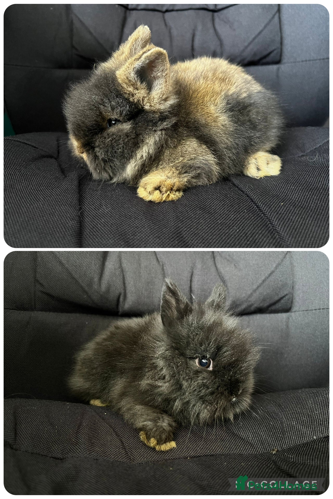 Lionhead rabbits Beautiful mini double maned lionheads bunnies  - Advert 1