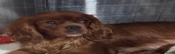 Cavapoo dogs for sale: Ready to leave this week  - Advert 11