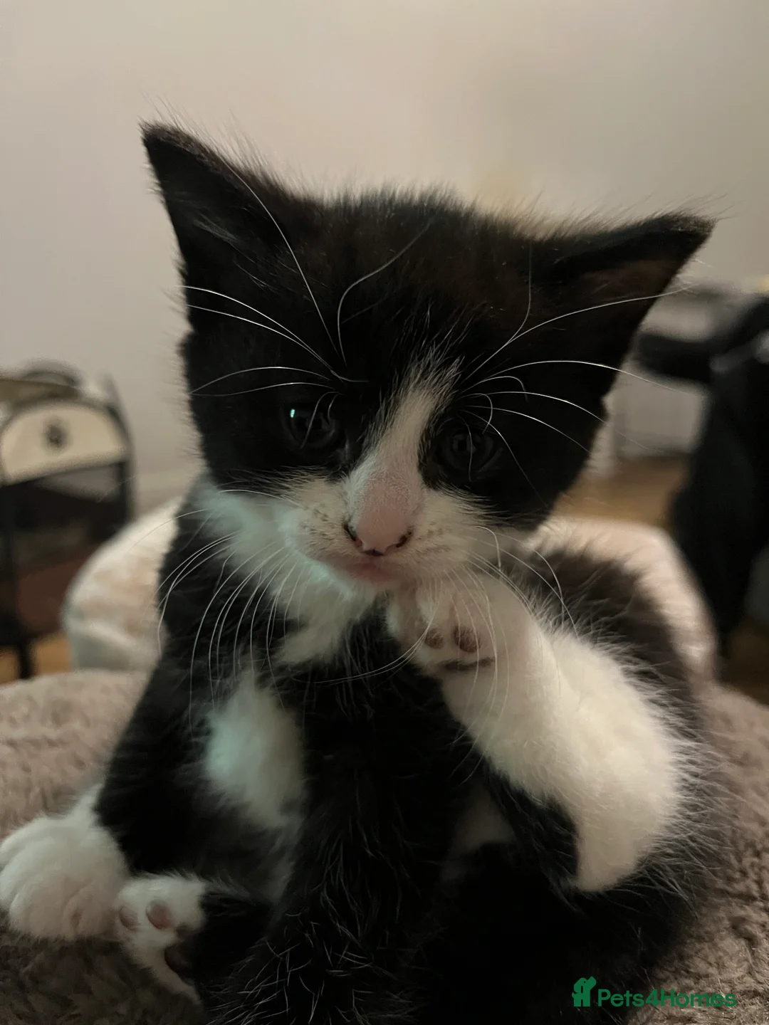 Mixed Breed cats for sale: 4 Gorgeous Friendly Male Kittens - Advert 2