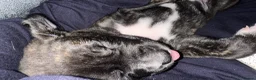 Mixed Breed dogs for sale: 2 beautiful girls left  - Advert 33